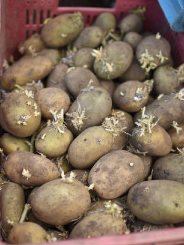 অঙ্কুরিত আলু খাওয়া কি উচিত, খেলে কী হবে?