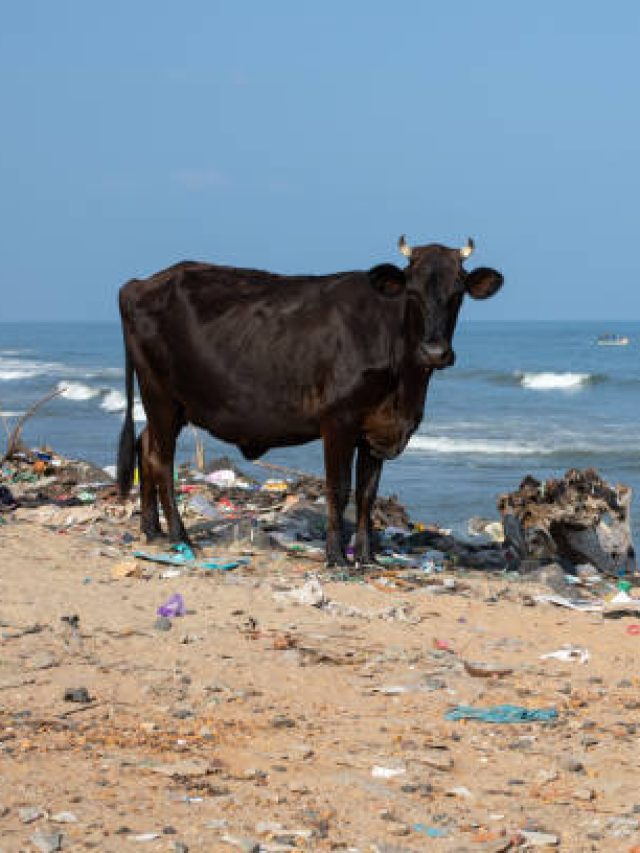 কালো গরুর দুধ ভাল, এই কথাটা সত্যি নাকি মিথ্যে? জেনে নিন