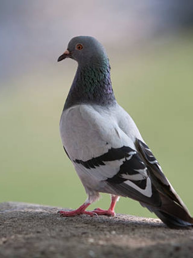 বাড়ির ঠিক এখানে পায়রার পালক রাখুন, ব্যস! টাকা-সুখ দুটোই পাবেন