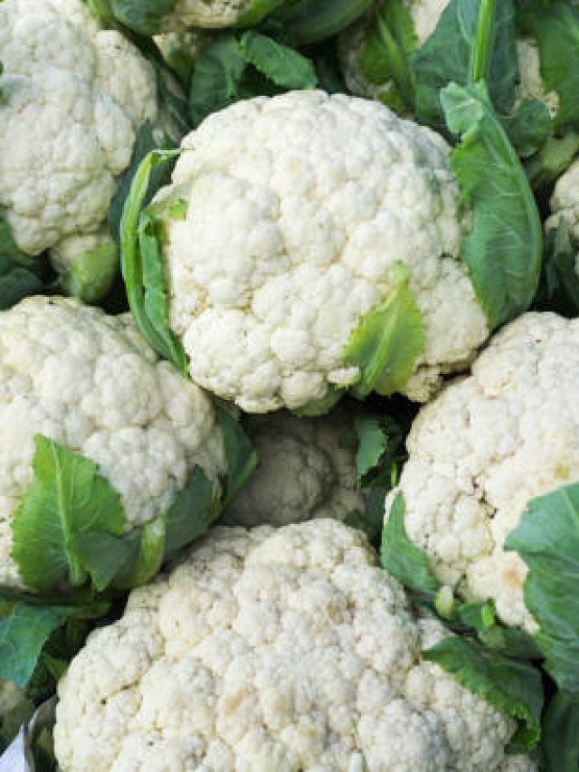 ফুলকপি চাষ এভাবে করতে হবে, ৪০ দিনেই বাম্পার ফলনে লাখ টাকা আয়