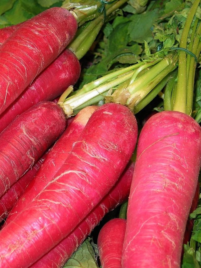 মুলো খেয়ে আর গ্যাস হবে না, এই নিয়ম মানলেই  থাকবেন ফুরফুরে