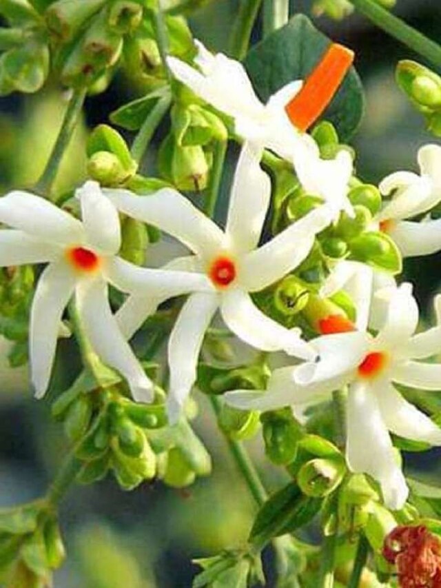 गमले में ऐसे उगाएं हरसिंगार का पौधा, खुशबू से महक उठेगा आपका बगीचा