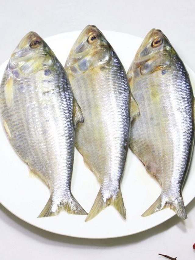 ইলিশ আর খোকা ইলিশের মধ্যে পার্থক্যটা কী? বুঝিয়ে বললেন আড়ৎদার