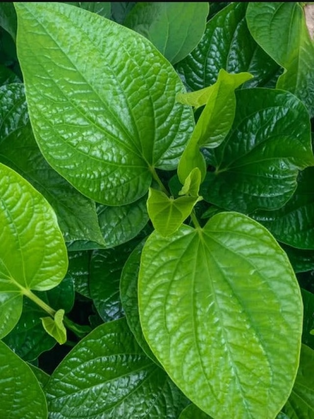 সুগার-কোলেস্টেরল একেবারে চুপ, খেতে হবে রোজ এই সবুজ পাতা