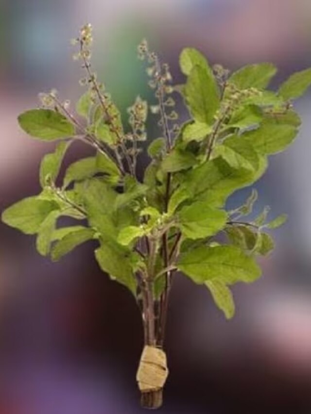 तुलसी विवाह: घर की इस दिशा में रख दें तुलसी का पौधा, बढ़ने लगेगा बैंक-बैलेंस