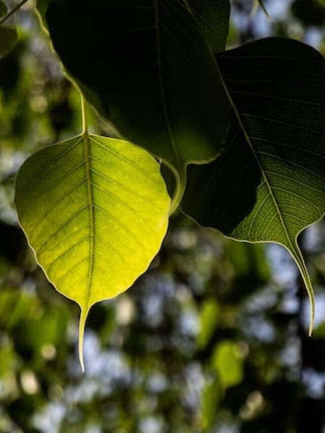 100 फीसदी खरा सोना है ये छोटा सा पत्ता! हैरान कर देंगे तीन जबरदस्त फायदे