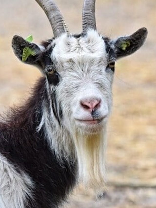 খাসি ও পাঁঠার মধ্যে তফাতটা ঠিক কোথায়? জানা খুব দরকার