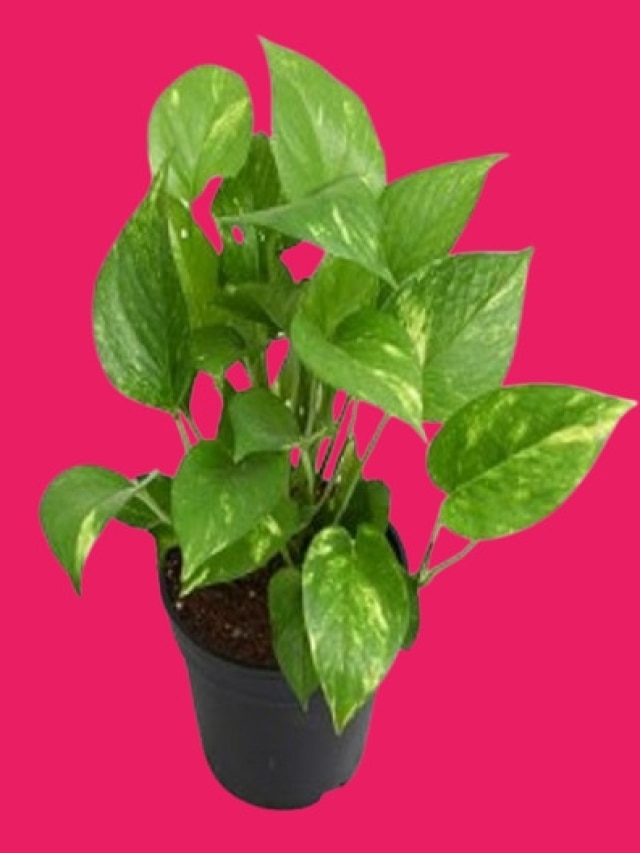 বাড়িতে মানি প্ল্যান্ট রাখলে ঠিক কী উপকার পাওয়া যায়? অনেকেই জানেন না