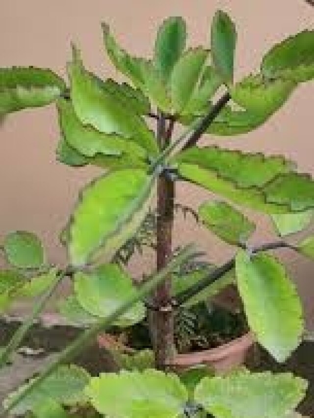 किडनी स्टोन की दुश्मन हैं ये पत्तियां, आचार्य बालकृष्ण ने बताएं अचूक उपाय