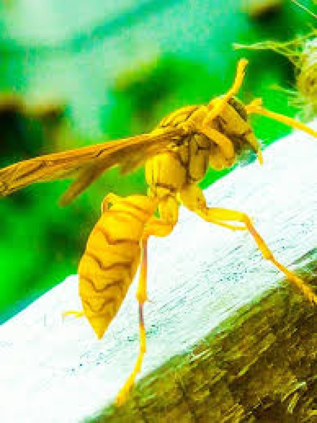 বোলতা আর ভীমরুল কি একই নাকি আলাদা? বেশিরভাগ লোকই জানে না