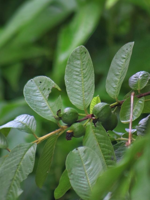 গরম জলে ফেলুন ২ টো এই পাতা! চুল ধুলেই মারকাটারি রেজাল্ট