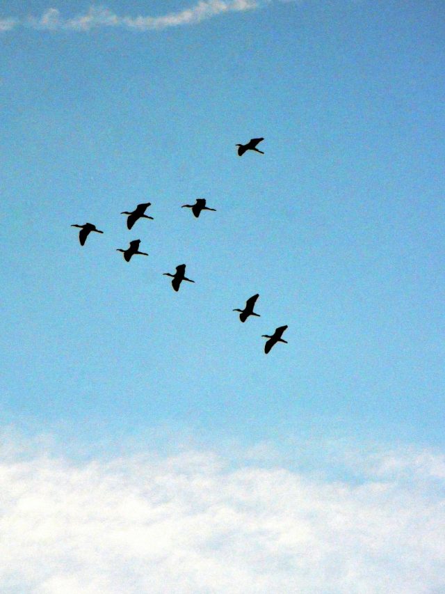 আকাশে 'V' আকারে ওড়ে পাখিরা, কেন? জানলে তাজ্জব বনবেন