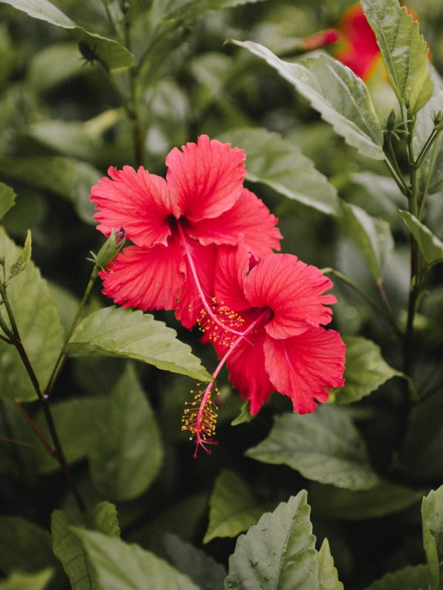 তেজী রোদ, গরমেও খিলখিলিয়ে ফুটবে জবা ফুল, ৫ টেকনিক জেনে রাখুন