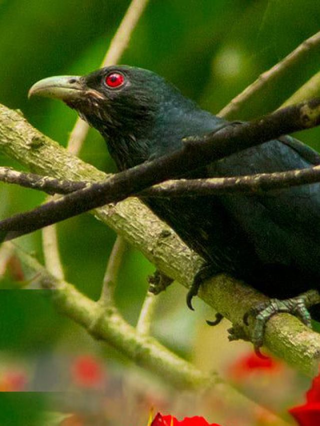 কোকিলের এই গুণেই আসবে সফলতা, শেখার উপদেশ চাণক্যের