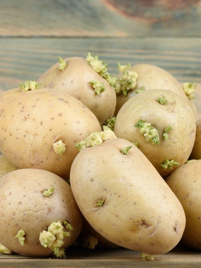 আলুতে অঙ্কুর গজিয়েছে? এমন মানুষদের জন্য একেবারেই বিষ, জানুন