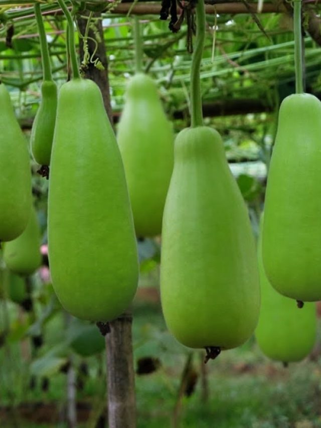 শনিবার এই সব্জি খেলেই কেল্লাফতে, চকচকে হবে ভাগ্য