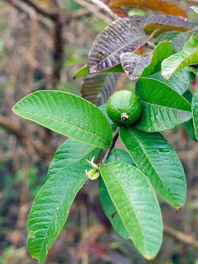 हफ्ते में 3 बार चबाएं ये 'जादुई' पत्तियां, कम होगा ब्लड शुगर, वजन भी घटेगा