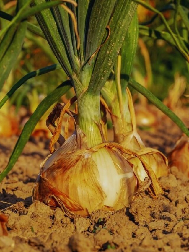 कमजोर होकर गिरने लगे हैं प्याज के पत्ते? तो अपनाएं ये आसान टिप्स