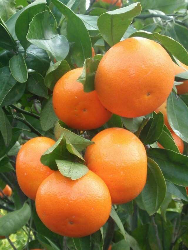 संतरे की खेती में इन बातों का ध्यान रखें किसान, बढ़िया होगी पैदावार