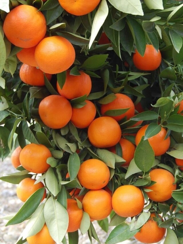 सर्दियों में रोज जरूर खाएं 1 संतरा, फायदे उड़ा देंगे आपके होश