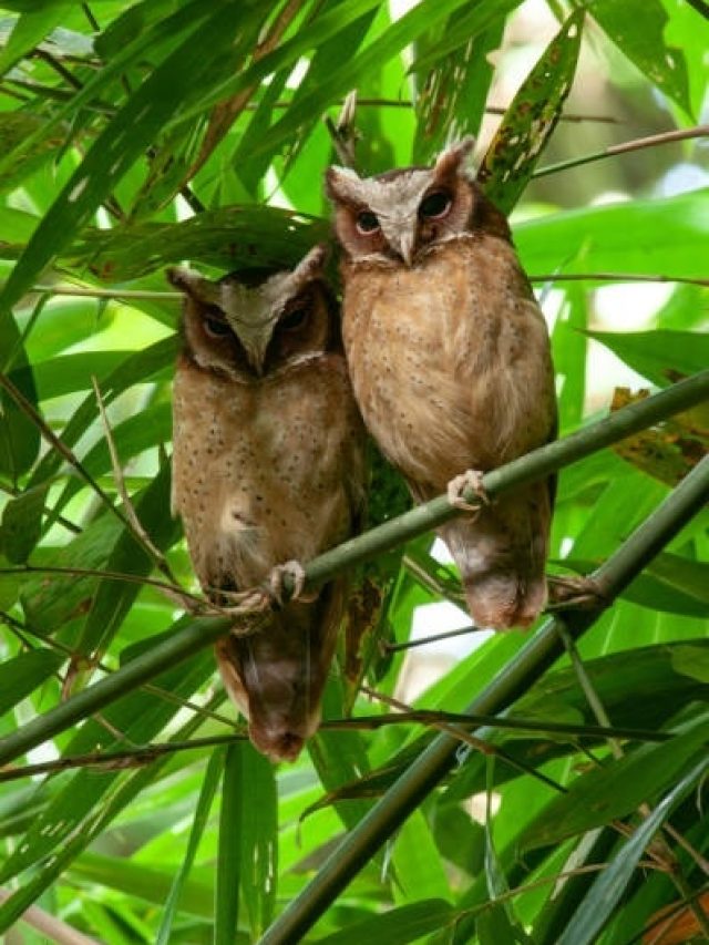 बेहद शुभ है सपने में इन 3 पक्षियों का दिखना, जीवन भर करोगे तरक्की