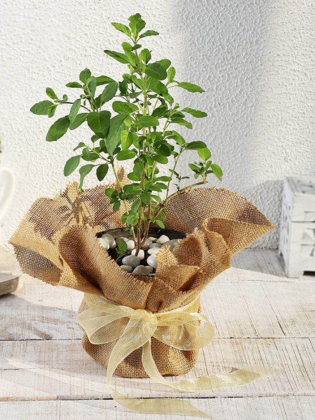 বাড়ির এই দিকে তুলসী রাখুন, ব্যাঙ্ক ব্যালেন্স বাড়তে শুরু করবে