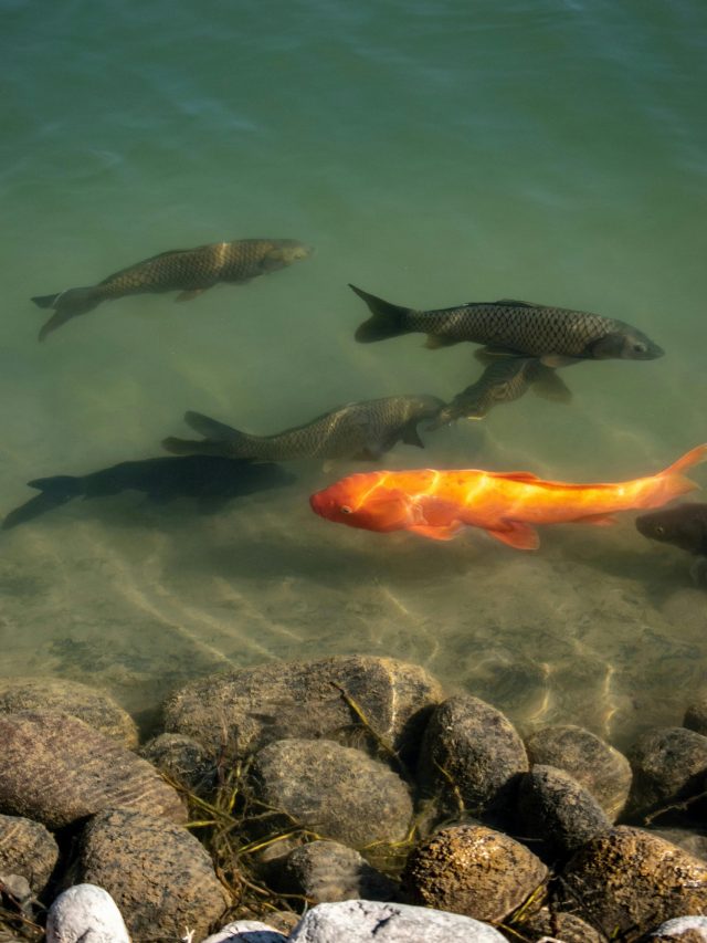 जाड़े में मछलियों को भी लगती है ठंड? जानें फिर कैसे बच पाती है जान