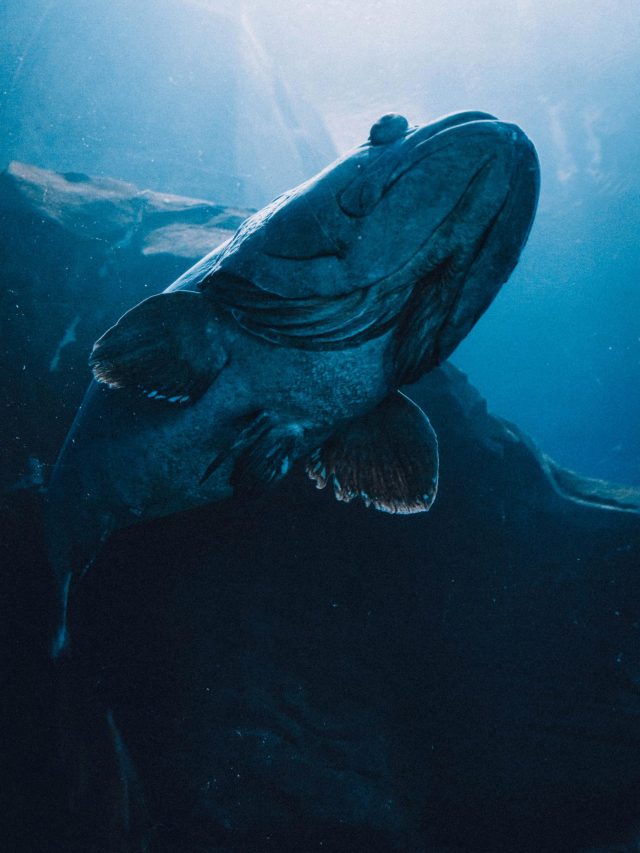 10 लाख रुपये किलो बिकती है ये मछली, ढाई सौ किलो तक होता है वजन