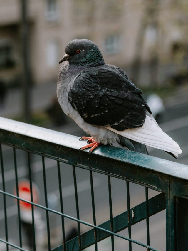 পায়রার উৎপাতে নাজেহাল দশা? এই ১ ট্রিকে তেড়ে পালাবে