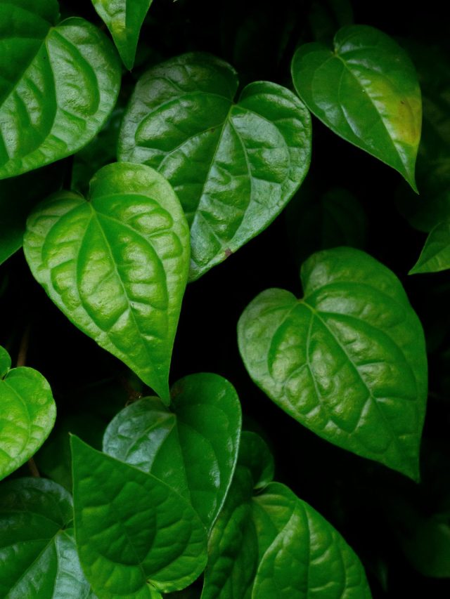 বাম্পার আয় হয় পান চাষ থেকে! সঠিক পদ্ধতি জেনে নিন