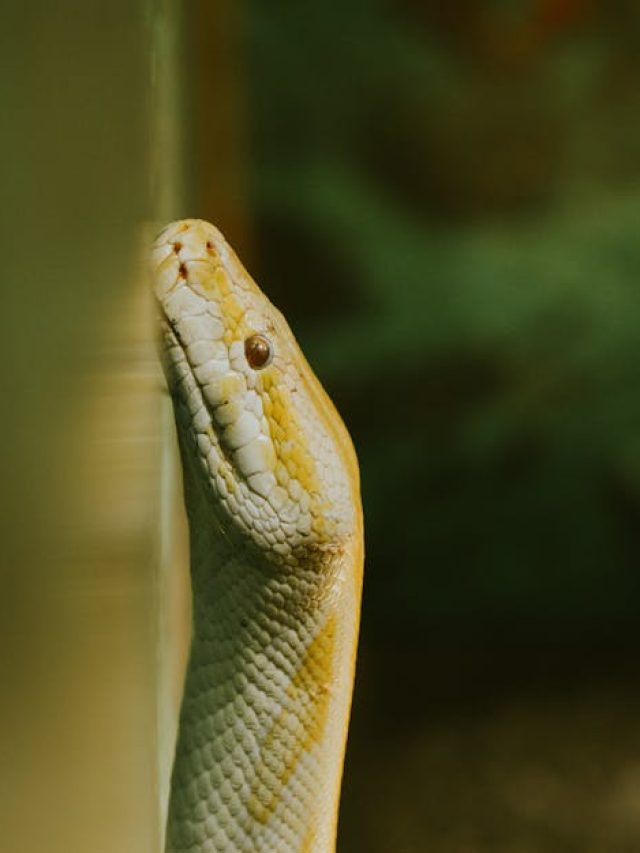 कभी बर्मीज अजगर के बारे में सुना है? जो सेकेंड्स में हिरण कर देता है गायब