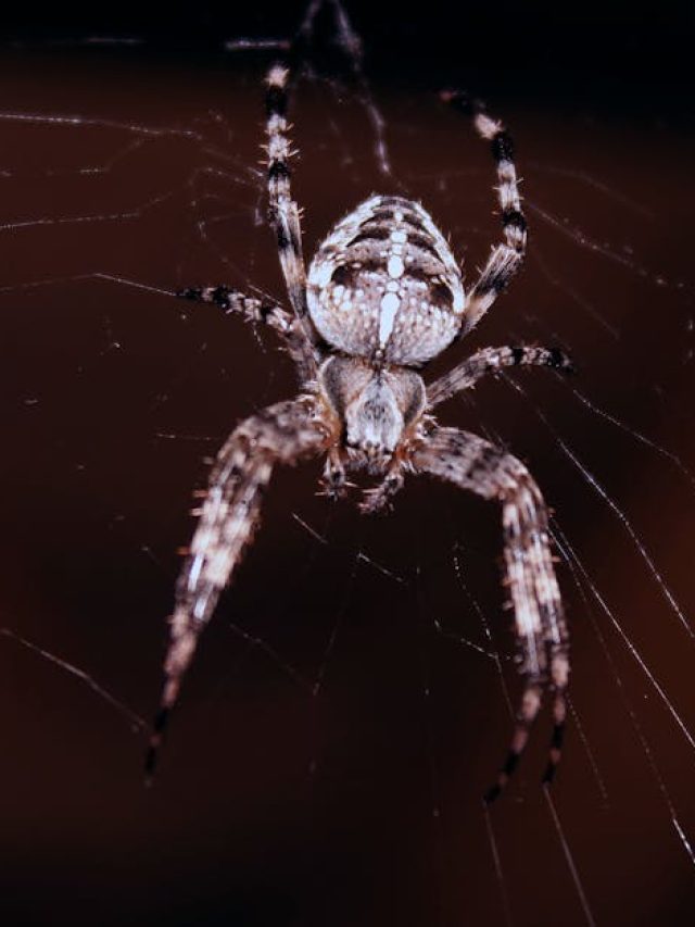 রান্নাঘর থেকে বাথরুম, বাড়ির সর্বত্র  মাকড়সার উপদ্রব? এভাবে বিদায় করুন