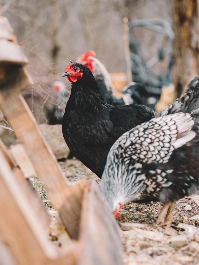 इंसानों की तरह मुर्गियों को भी कराई जाती है डायटिंग?  स्लिम दिखने के लिए नहीं, ये है वजह