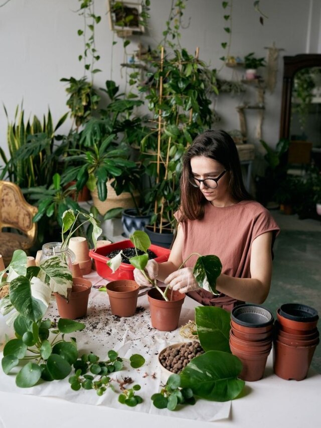 सर्दी के मौसम में पेड़-पौधों पर नहीं पड़ेगा पाले का असर, ये टिप्स आएंगे काम