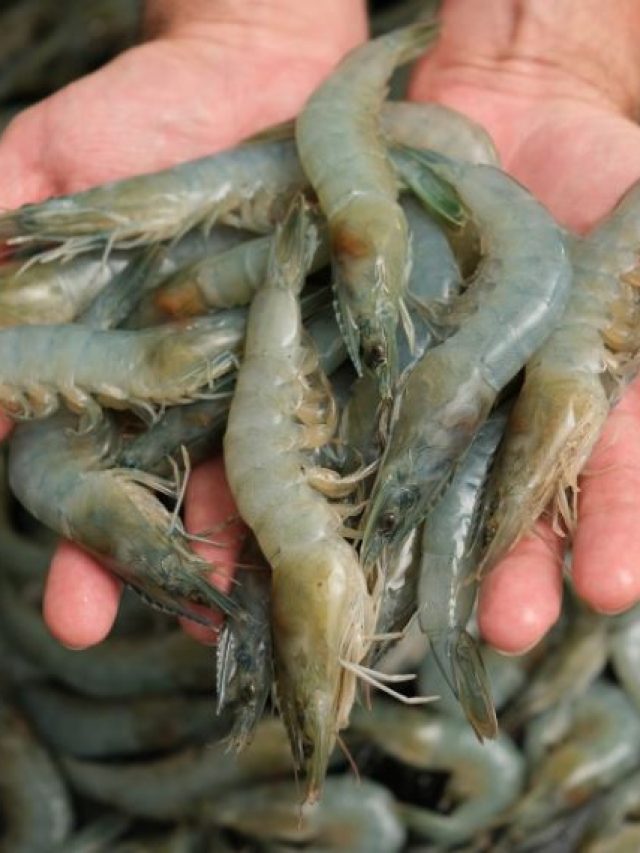 কোন সাইজের চিংড়িতে কত কোলেস্টেরল? কারা দূরে থাকবেন জানুন