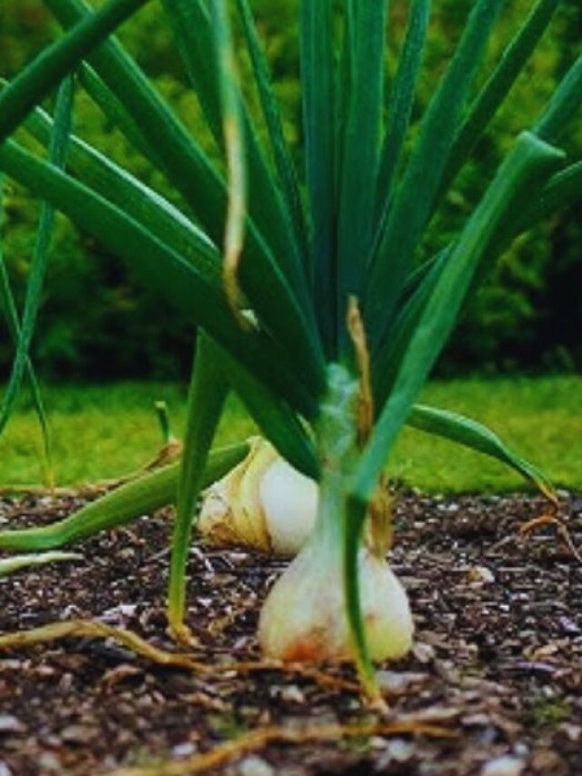 प्याज की खेती में रखें इन बातों का ध्यान, कम लागत में कमाएं तगड़ा मुनाफा