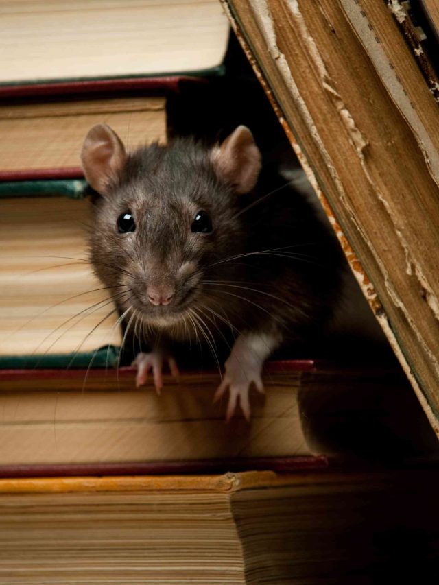 নেংটি ইঁদুরের দফারফা, ঘর মোছার জলে মেশান ছোট্ট উপাদান, পালিয়ে বাঁচবে বাবাজি