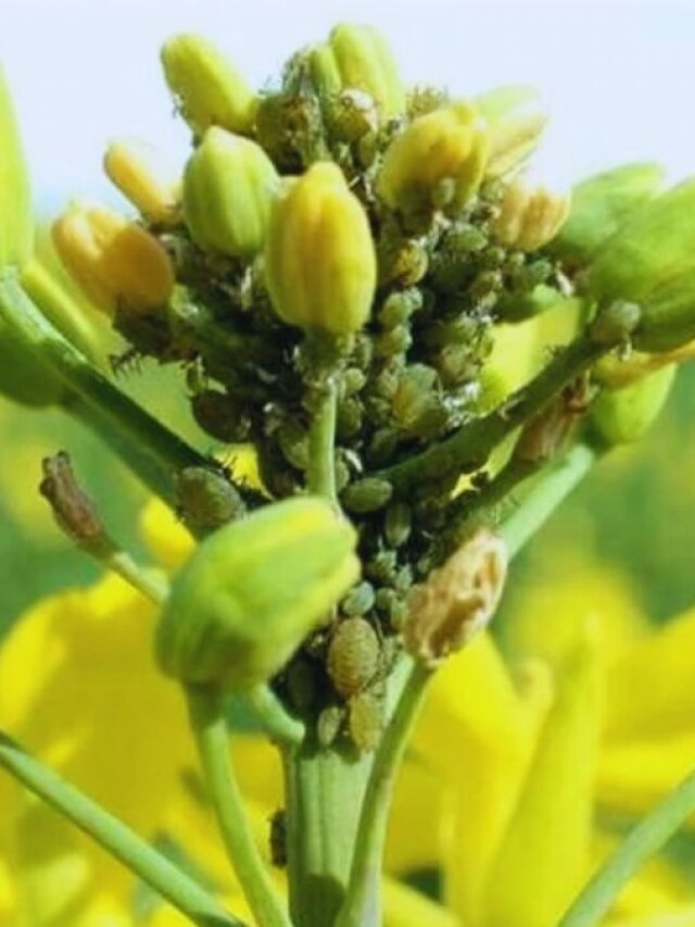 सरसों की फसल में अगर लग गया है रोग, तो किसान तुरंत करें ये काम