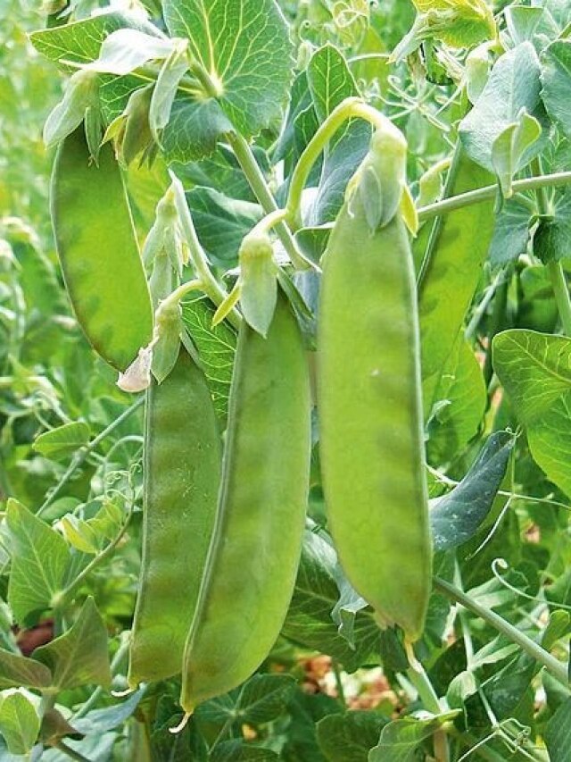 Agri Quiz: सेम उगाने के लिए सबसे अच्छी मिट्टी कौन सी है? दीजिए सही जवाब