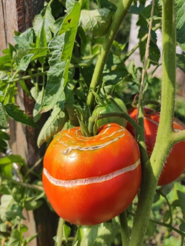 टमाटर के पौधों की नहीं हो रही सही ग्रोथ और सड़ जाती है फसल, तो अपनाएं ये देसी टिप्स