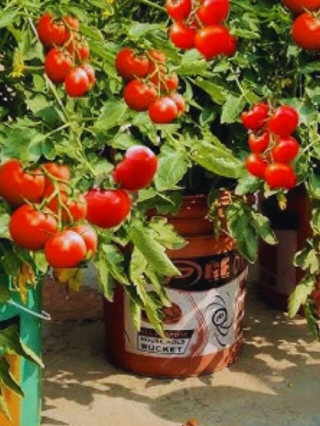 विदेश की इस खास तकनीक से बाल्टी में उगाएं टमाटर, जानें पूरा प्रोसेस