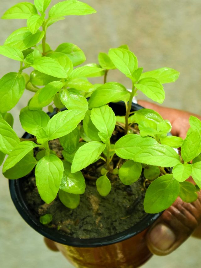 সন্তানের পড়ার টেবিলে রাখুন এই গাছ, ভাগ্য বদলে যাবে