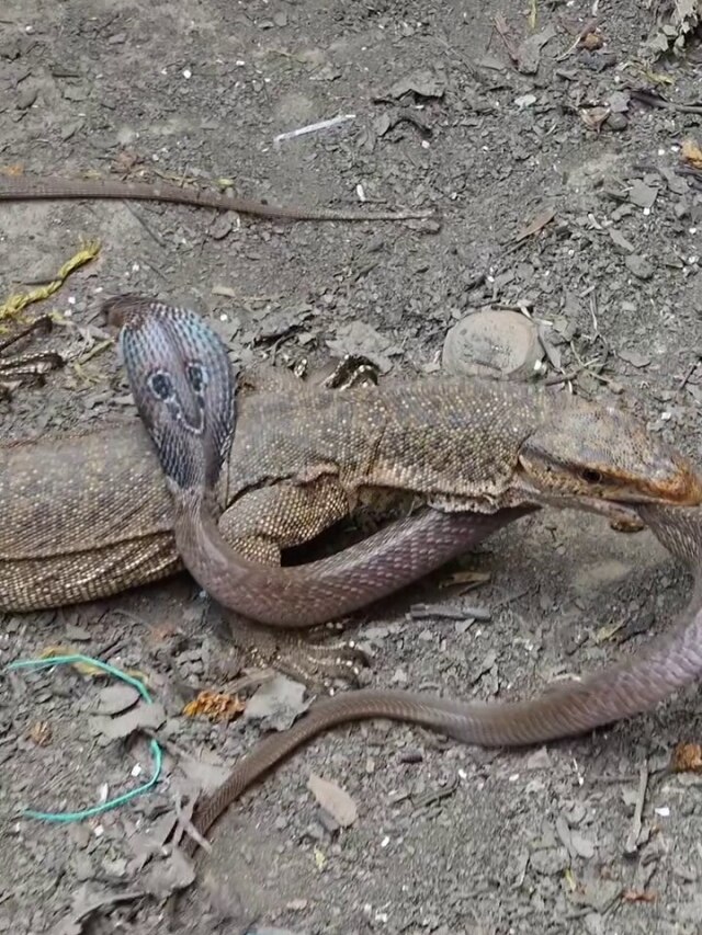 जब किंग कोबरा और मॉनिटर लिजार्ड की हुई भिड़ंत, देखिए कौन हुआ ढेर?