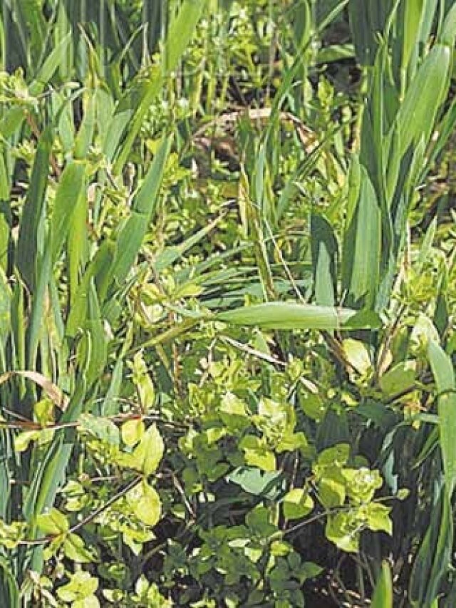 गेहूं के साथ उग गई है खरपतवार? यहां जानें हटाने का तरीका