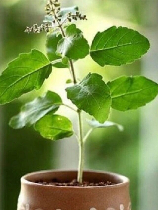 বাড়ির তুলসী গাছ শুকিয়ে গিয়েছে? এটা কীসের ইঙ্গিত?