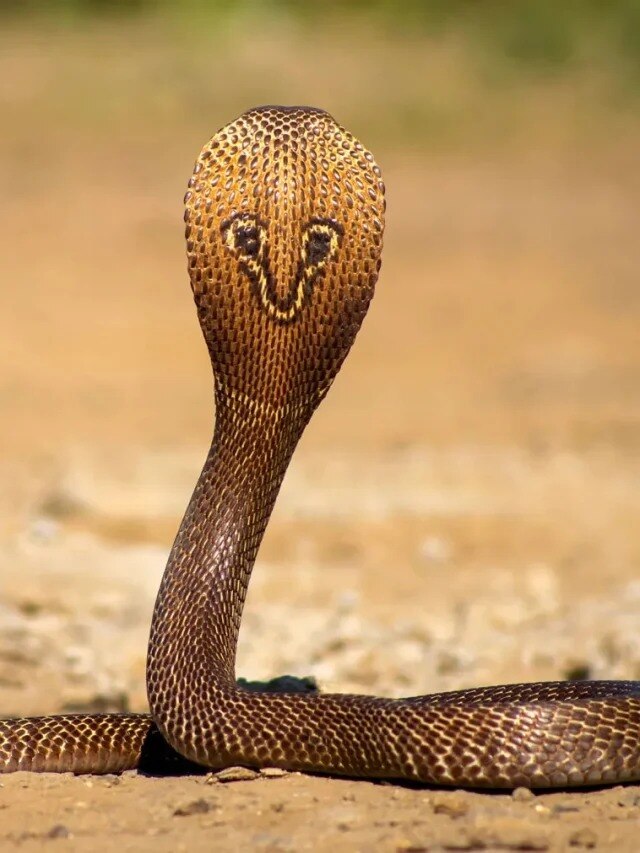 সাপ ঘরে ঢুকতেই ভয় পাবে, শুধু বাড়িতে লাগান এই গাছ