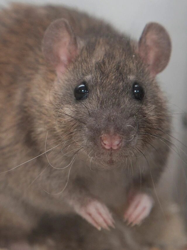 খরচ কেবল ২ টাকা, এই কাজ করলে বাপ বাপ বলে পালাবে ইঁদুর