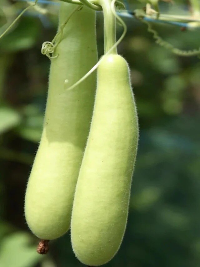 লাউয়ের ইংরেজি কী? অনেক শিক্ষিতও জানেন না