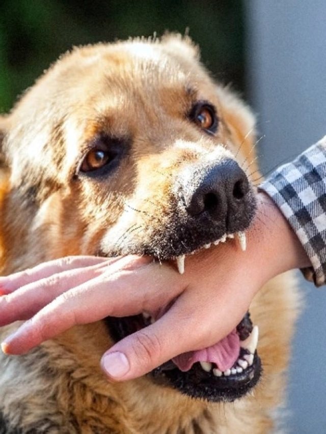 টিকা দেওয়া কুকুরের কামড়ে জলাতঙ্ক হয় নাকি হয় না?