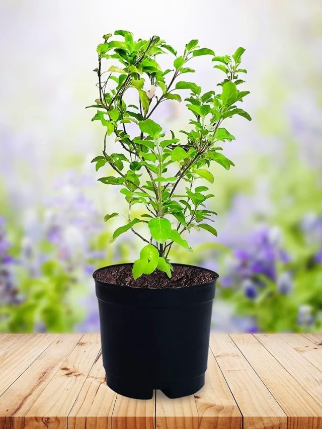 টাকা-পয়সায় লালে লাল হবেন, তুলসীর এই অলৌকিক প্রতিকার করুন